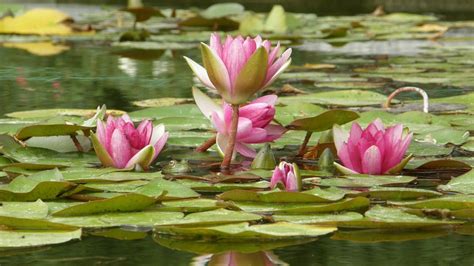 Home And Garden : Flowers on water - Flowers Floating on water