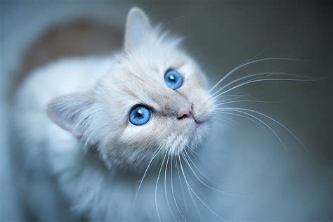 HD wallpaper: blue eyes, cat | Wallpaper Flare