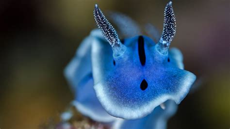 Sea Slug Study Shows How the Body Learned To Move | Technology Networks