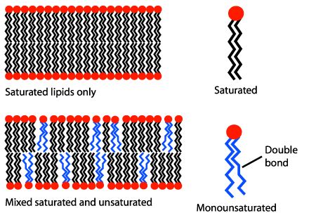 Amphipathic Molecules | Definition & Examples - Lesson | Study.com