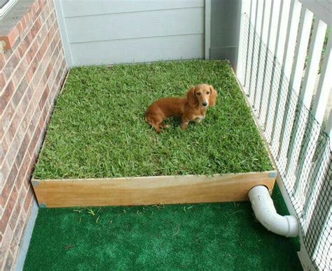 Pin on Jimena | Indoor dog potty, Dog potty area, Dog toilet