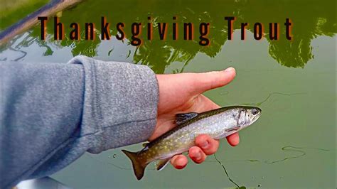 Calabogie Brook Trout Fishing - YouTube