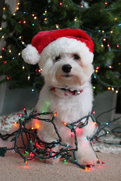 Pin by Meredith Brown on Dogs Wrapped in Christmas Lights | Pinterest