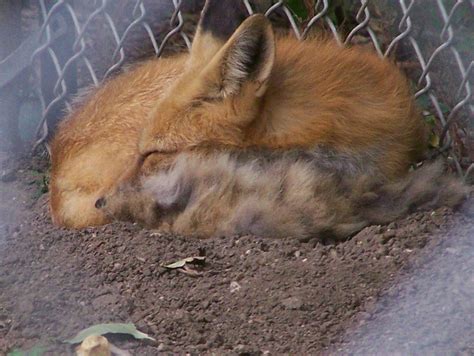 stock- Red Fox - Sleeping 2 by Kaltyr on DeviantArt