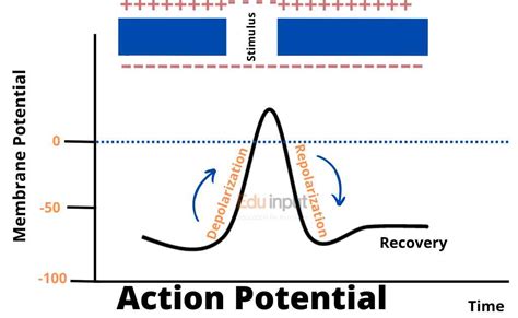 Action Potential of Neuron