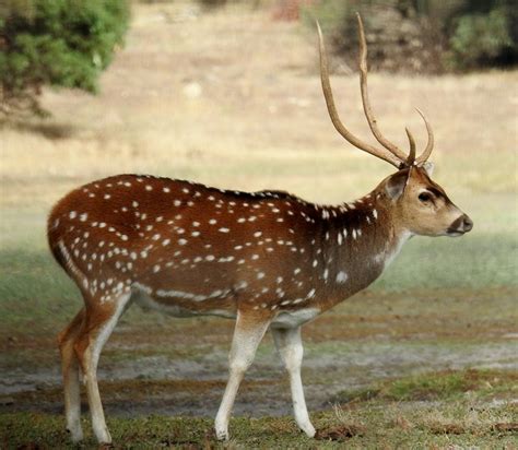 DeerScan > Chital deer in Australia