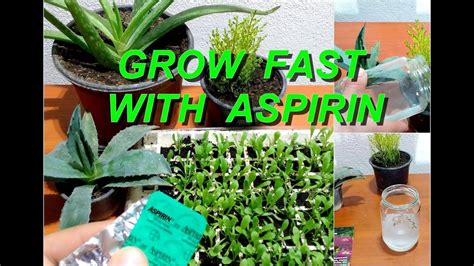 Is Aspirin Good For Flowers - How To Do Thing