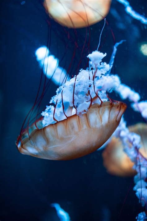 Brown Jellyfish Underwater Photography