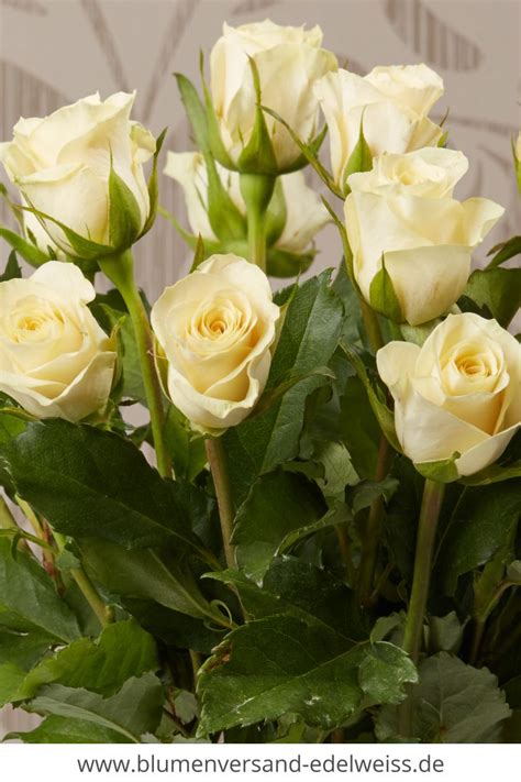 Rosen Blumenstrauß | White roses, Flowers, Rose