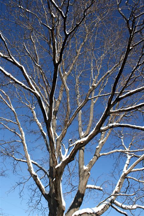 Winter Tree with Snowy Branches Picture | Free Photograph | Photos ...