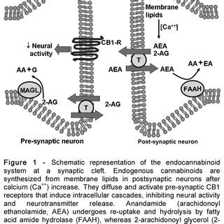 (PDF) The psychiatric side-effects of rimonabant