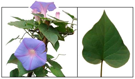 Aurora, Ipomoeae purpurea, COMMON MORNING GLORY / Philippine ...