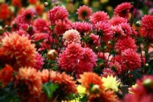 15 Officially Recognized Dahlia Flower Colors - Petal Republic