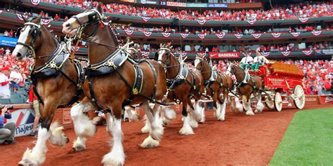 Budweiser Cans Clydesdales For EDM, Zombies And Jay-Z | HuffPost