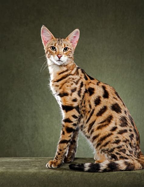 22 Rarest And Most Unique Cat Breeds | Cat breeds, Savannah cat, Beautiful cats