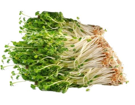 Bean Sprouts - Veggies Info | Veggies Info