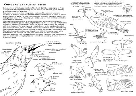 The largest online art gallery and community | Bird drawings, Drawings, Anatomy images