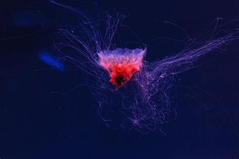 Premium Photo | Underwater photography of a beautiful lions mane jellyfish cyanea capillata