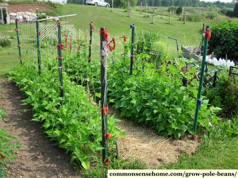 Diy Bean Trellis Easy - Simple Trellis For Green Beans Organic Forum At Permies / They take to ...