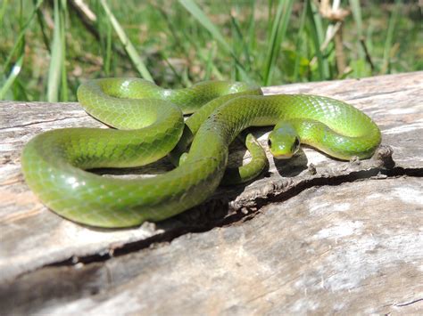 PA HERP IDENTIFICATION » Smooth Greensnake