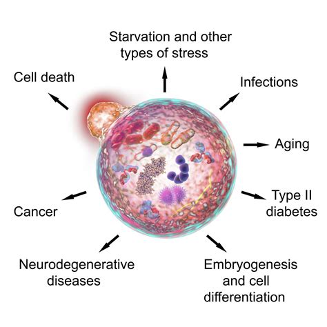 The Potential for Antiaging Through Autophagy