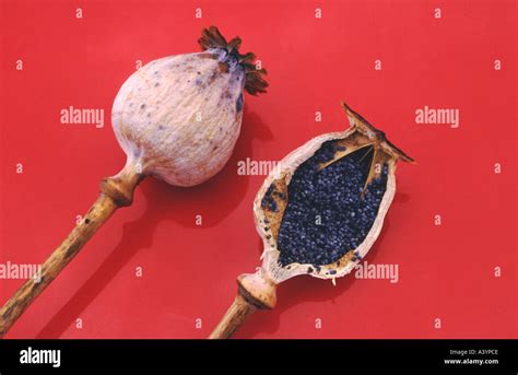 Opium poppy seeds and pods Papaver Somniferum Stock Photo: 3553997 - Alamy