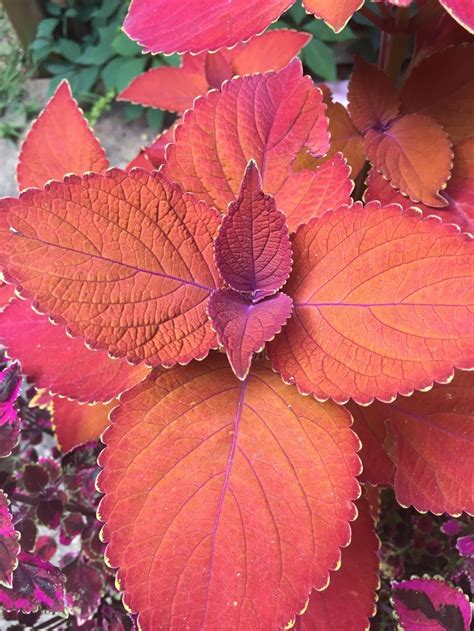 Coleus: Plant Care and Collection of Varieties - Garden.org