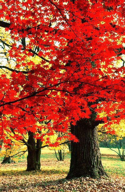 NEW JERSEY State Tree - the mighty Red Oak - cold weather turns the leaves a bright red! | Tree ...