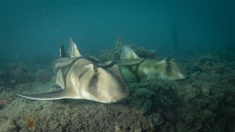 Port Jackson Shark | Great Southern Reef