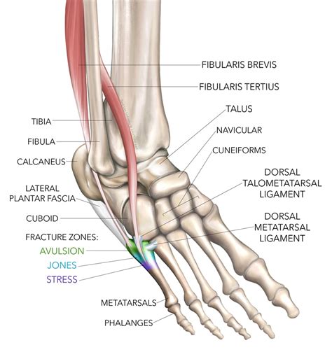 Sports Injury Bulletin - Anatomy - Fractures of the Proximal 5th ...