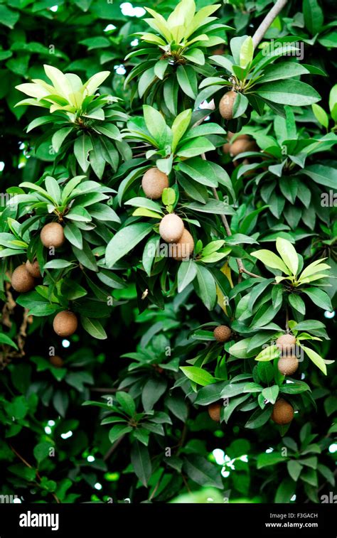 Sapota tree hi-res stock photography and images - Alamy