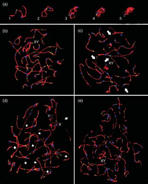 Immunolabelled pachytene cells with synaptonemal complexes (SCs) in ...