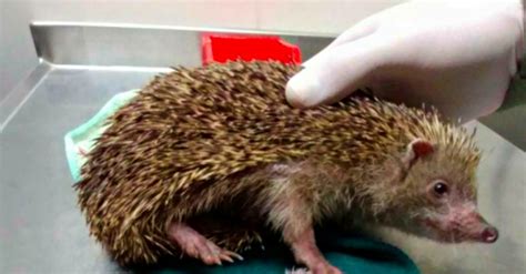 After Being Hit By A Car, A Hedgehog Kept Fighting To Live For Her ...