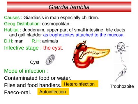 Morphology Of Giardia Lamblia