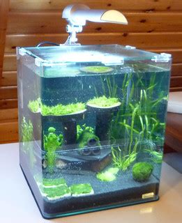 Dennerle Aquarium mit Aquarium-Lampe | Auf diesem Foto ist d… | Flickr