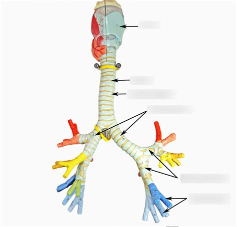 Trachea Model Diagram | Quizlet