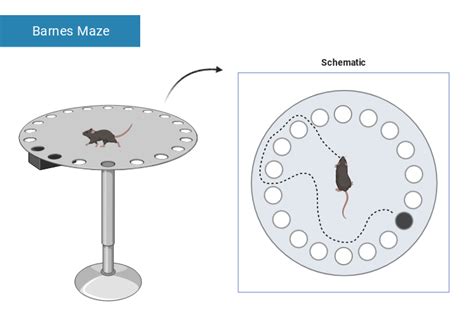 Barnes Maze 1 | BioRender Science Templates