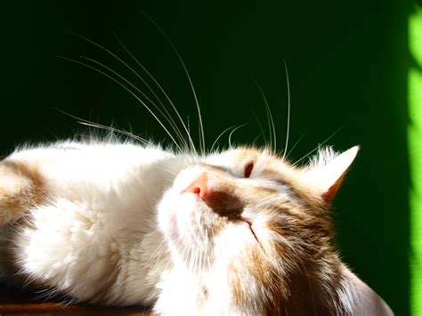 Sunbathing :) | Cats, Animals, Sunbathing