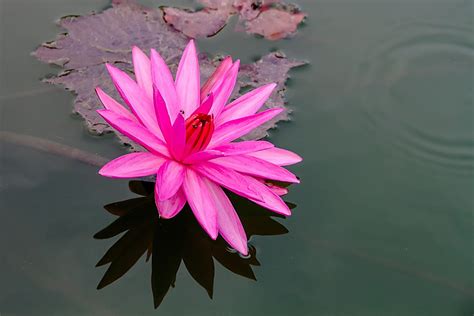 Lotus Pink Bo Water · Free photo on Pixabay