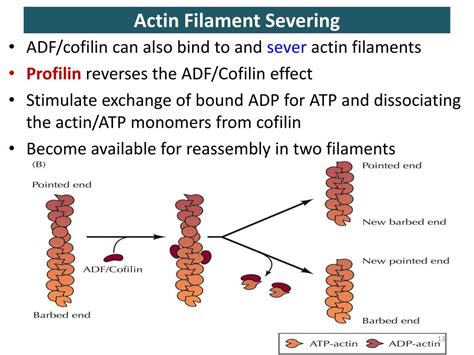 PPT - CYTOSKELETON (I) Actin filaments PowerPoint Presentation, free download - ID:4364147