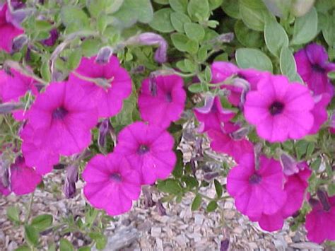 Purple petunias | Pics4Learning