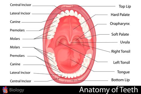 Molar Tooth Anatomy