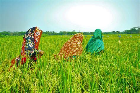 Rice cropping patterns in Bangladesh - Rice Today