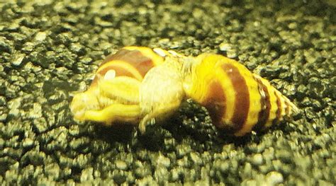 How to Get Rid of Pest Freshwater Aquarium Snails (A 2021 Guide)