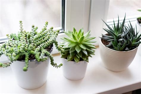 Succulent Plant Care: Light, Temp, Soil, Water and Types of Succulents ...