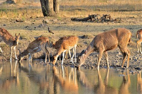 Ranthambore Wildlife Sanctuary – How to Plan your Tour?