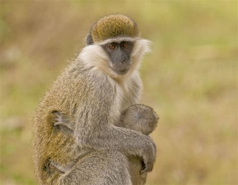 Grivet Monkey Mom and Baby | These were pretty common and yo… | Flickr