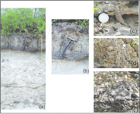 Example of single cycle of Bioturbation straining from non-bioturbated... | Download Scientific ...