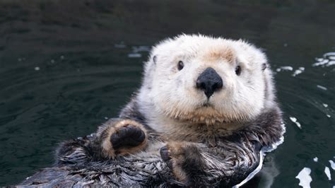 Sea Otter Awareness Week :: Vancouver Aquarium Ocean Wise, Baby Sea ...