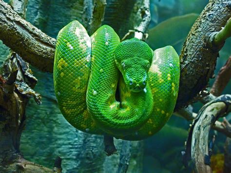 Our daily picks of Your Take's best | Pet snake, Emerald tree boa ...